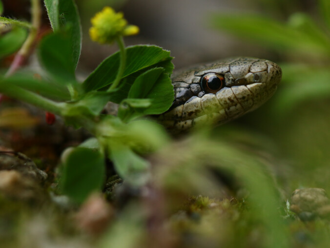 W Puszczy Noteckiej można teraz natrafić na gniewosza  - grafika