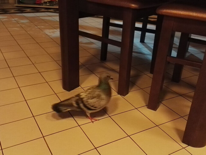 Gołąb zagościł w dworcowej kawiarni  - grafika