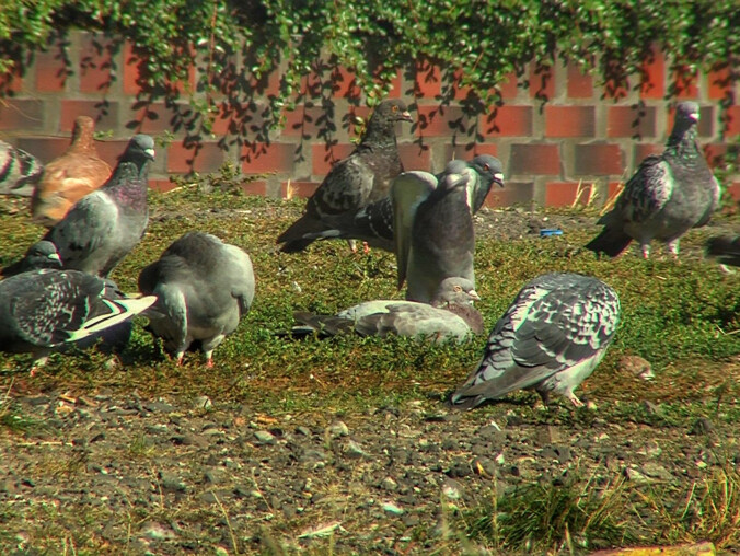 Pomimo próśb i gróźb pilanie wciąż dokarmiają "latające szczur - grafika