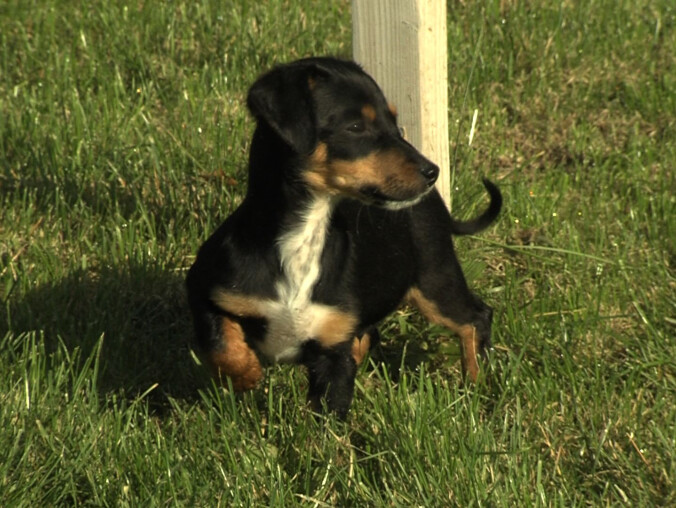 Ten pies, jego rodzeństwo i matka zostały porzucone w lesie  - grafika