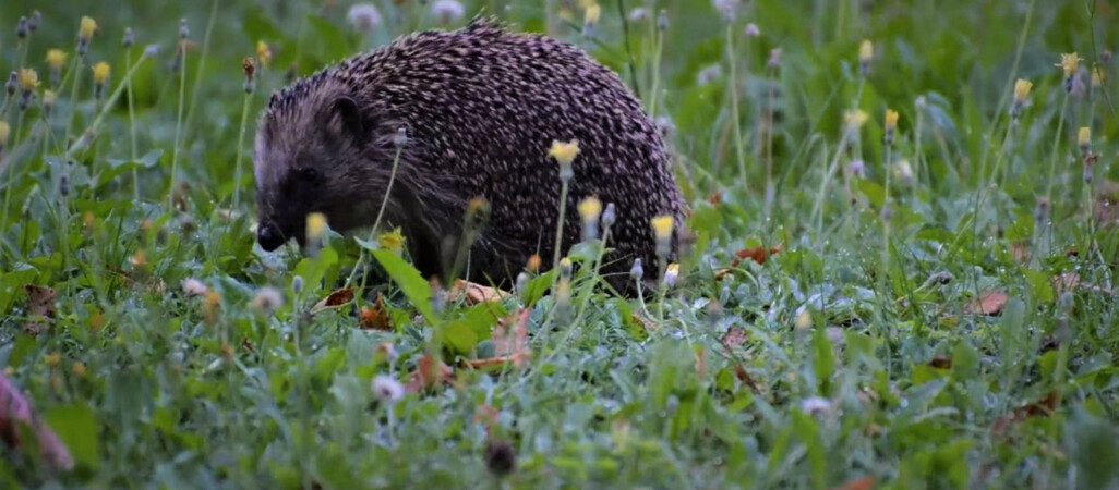 Miasto wybuduje domki dla jeży 