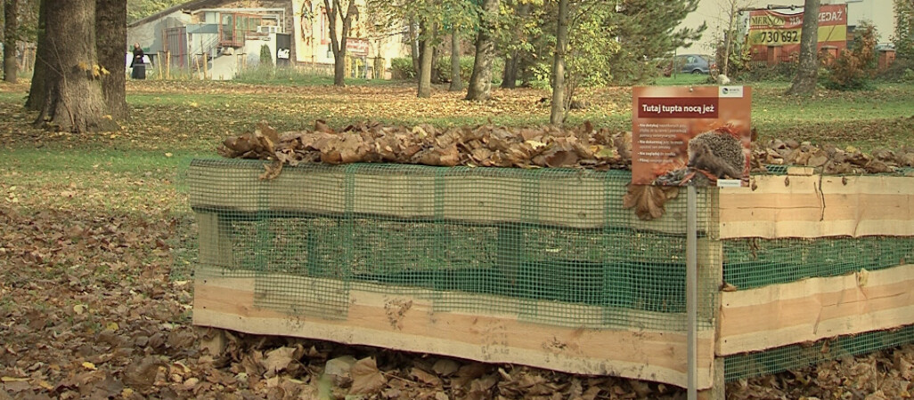 Międzynarodowy Dzień Jeża. W Pile mają swój domek 