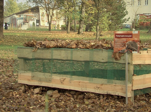 Międzynarodowy Dzień Jeża. W Pile mają swój domek  - grafika