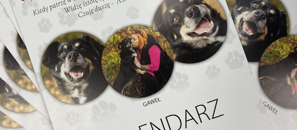 Psie piękności z Miluszkowa w kalendarzu. Akcja charytatywna