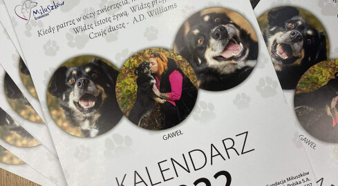 Psie piękności z Miluszkowa w kalendarzu. Akcja charytatywna  - grafika