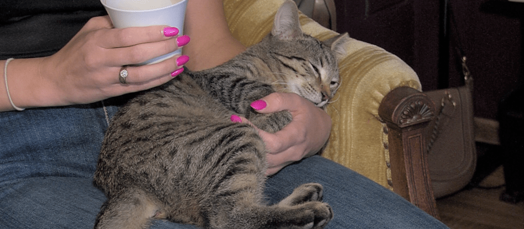 Kocia kawiarnia w Pile - VIDEO 