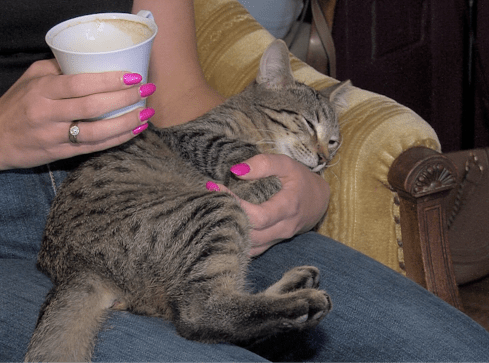 Kocia kawiarnia w Pile - VIDEO  - grafika