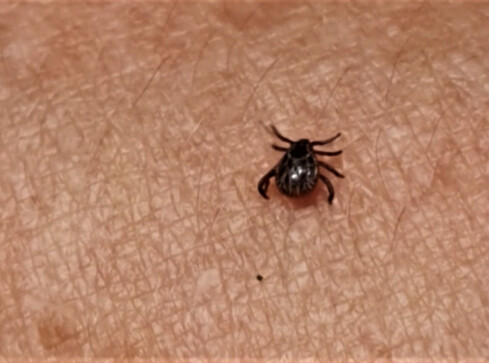 Pojawiły się kleszcze. Będzie ich bardzo dużo  - grafika