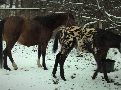 Pożar stajni. Cztery konie straciły schronienie  - grafika