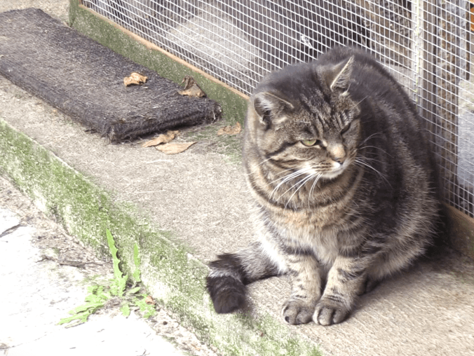 Balbinka, Dragon i 150 innych psów i kotów czeka na adopcję - grafika