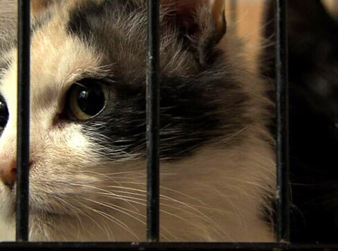 Dopłaty do sterylizacji i kastracji zwierząt  - grafika