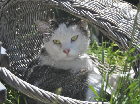 Zwierzę to nie rzecz: jedni chcą oddać zwierzęta na święta, inni - grafika