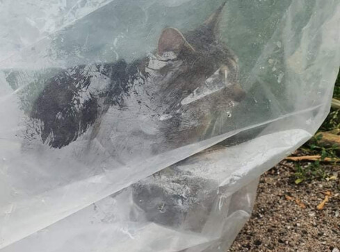 Kot w worku foliowym. Kierowca wyrzucił go z auta  - grafika