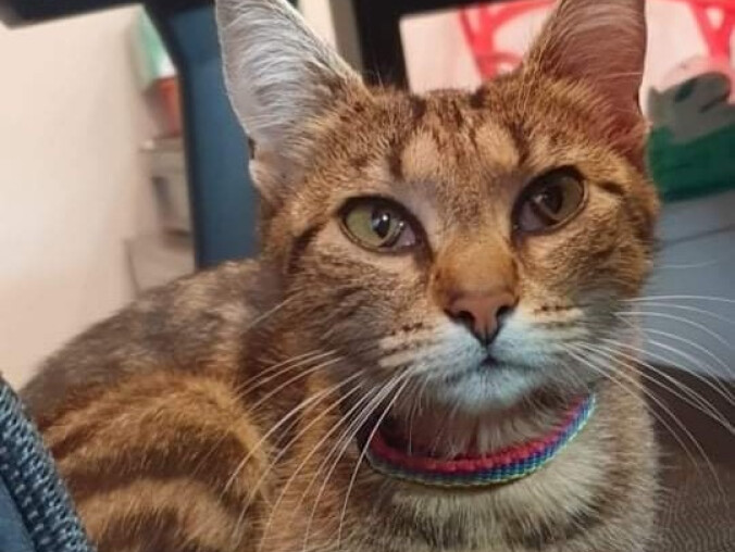 Policja zatrzymała mężczyznę, który wyrzucił kota w worku  - grafika