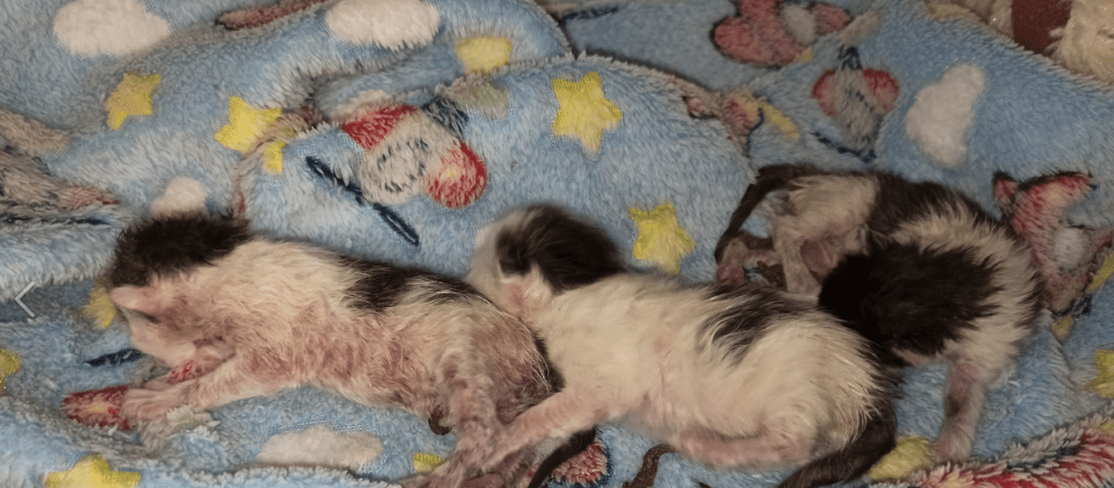 Policja szuka kobiety, która wyrzuciła małe kotki do śmieci 