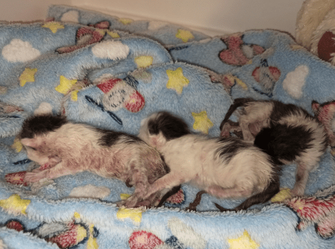 Policja szuka kobiety, która wyrzuciła małe kotki do śmieci  - grafika