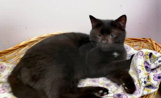 Dziś dzień kota. Pilskie schronisko zachęca do adopcji