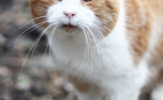 Dziś dzień kota. Pilskie schronisko zachęca do adopcji