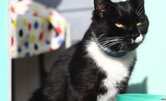 Dziś dzień kota. Pilskie schronisko zachęca do adopcji