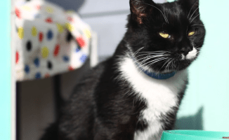 Dziś dzień kota. Pilskie schronisko zachęca do adopcji 