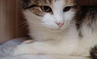 Dziś dzień kota. Pilskie schronisko zachęca do adopcji