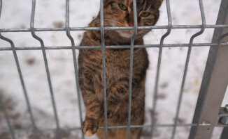 Dziś dzień kota. Pilskie schronisko zachęca do adopcji