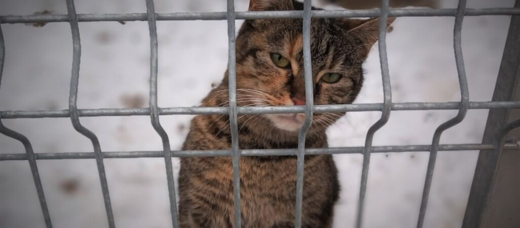 Dziś dzień kota. Pilskie schronisko zachęca do adopcji