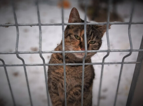 Dziś dzień kota. Pilskie schronisko zachęca do adopcji  - grafika