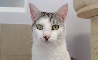 Dziś dzień kota. Pilskie schronisko zachęca do adopcji