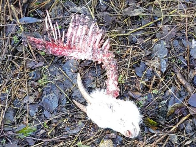 Trzy kozy zagryzione przez wilki?  - grafika