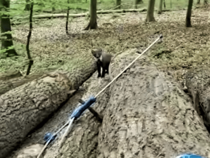 Młoda kuna bawiła się w chowanego z leśnikiem - VIDEO  - grafika