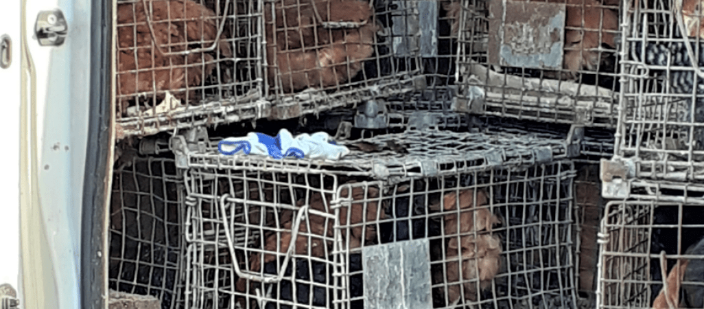 Skandaliczne warunki dla zwierząt na targowisku? Prokuratura wszczęła śledztwo 