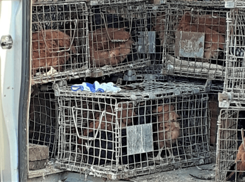 Skandaliczne warunki sprzedaży zwierząt na pilskim targowisku? - grafika