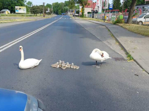 Policja eskortowała ptasią rodzinę - VIDEO  - grafika