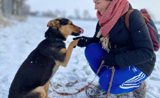 I tylko zwierząt żal... Likwidacja schroniska w Jędrzejewie