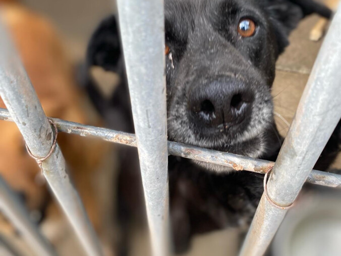 I tylko zwierząt żal... Likwidacja schroniska w Jędrzejewie - grafika