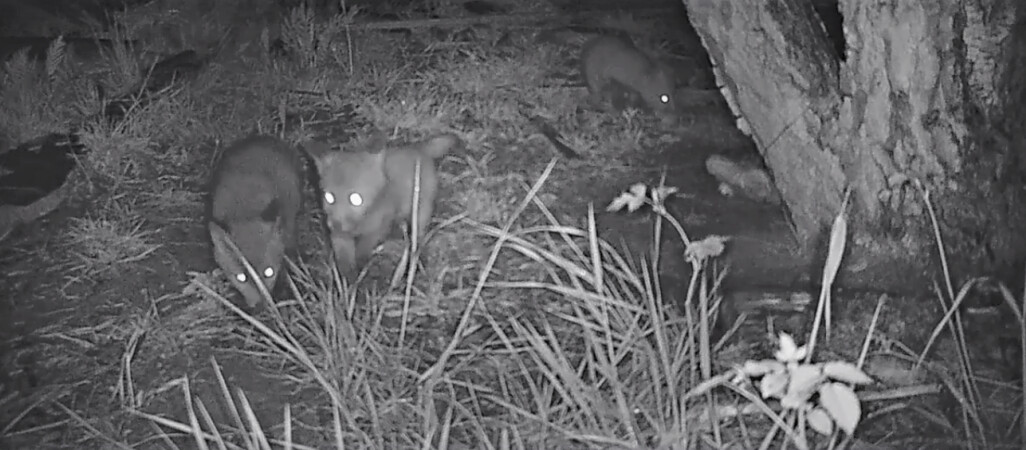 Małe liski bawią się w środku nocy - VIDEO