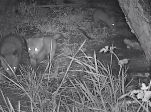 Małe liski bawią się w środku nocy - VIDEO  - grafika