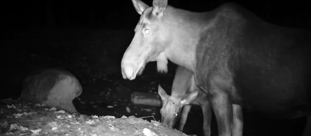 Leśniczy "podglądał" łosie i dziki w nocy - VIDEO 