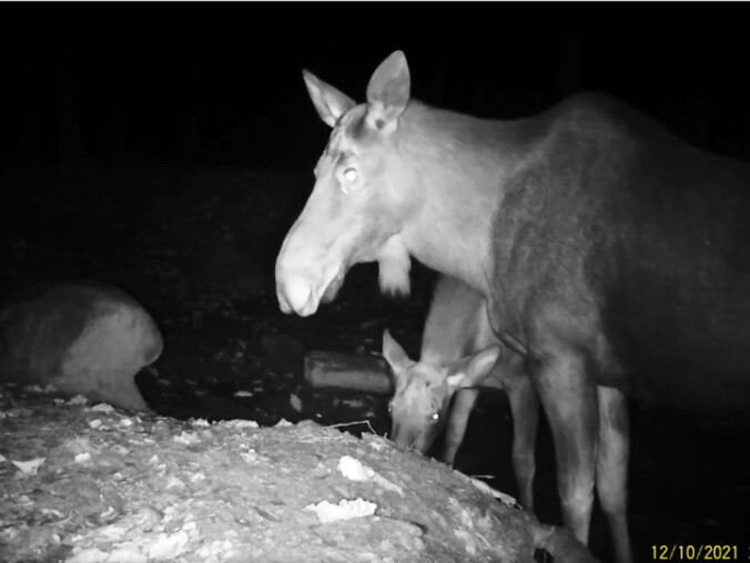 Leśniczy "podglądał" łosie i dziki w nocy - VIDEO  - grafika