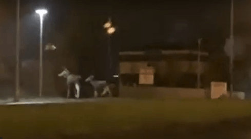 Dwa łosie spacerowały al. Wojska Polskiego w Pile - VIDEO  - grafika