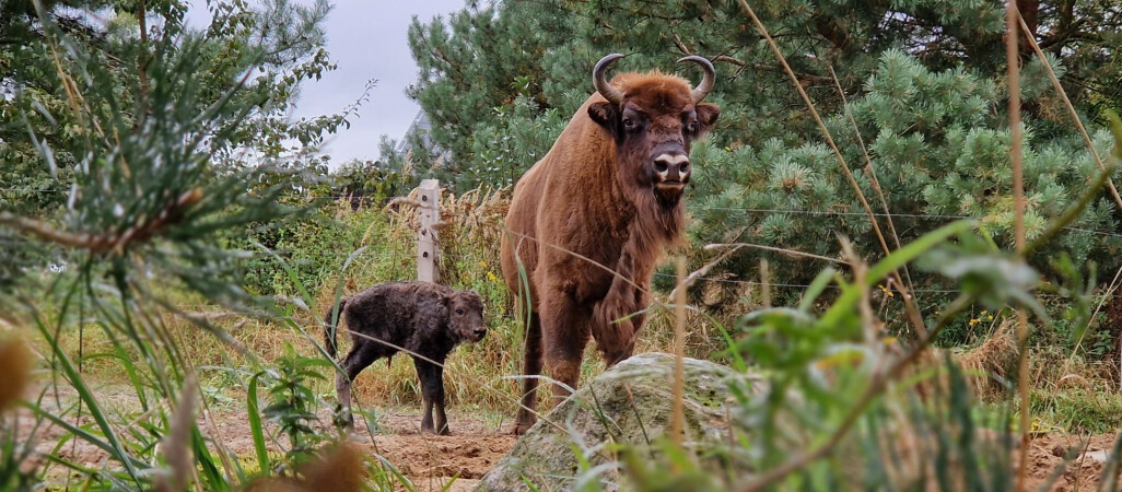 Mysza urodziła żubrzyka