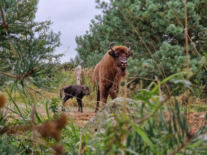 Mysza urodziła żubrzyka  - grafika