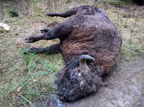 Strzał nie był śmiertelny. Żubr długo umierał w męczarniach - grafika