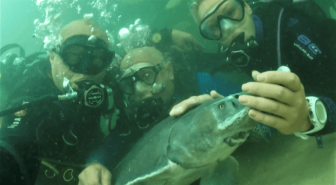 Jesiotry w roli rehabilitantów już pracują na Płotkach  - grafika