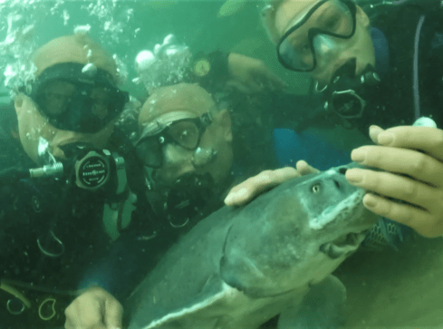 Jesiotry w roli rehabilitantów już pracują na Płotkach  - grafika