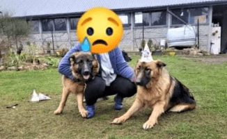 Zaginęły dwa owczarki. Nagroda za ich odnalezienie 