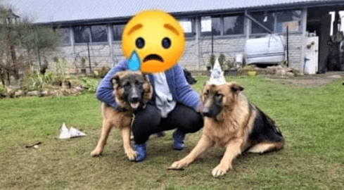 Zaginęły dwa owczarki. Nagroda za ich odnalezienie  - grafika