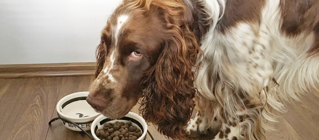 Karma z kurczakiem bez kurczaka. Producenci ukarani po kontroli 