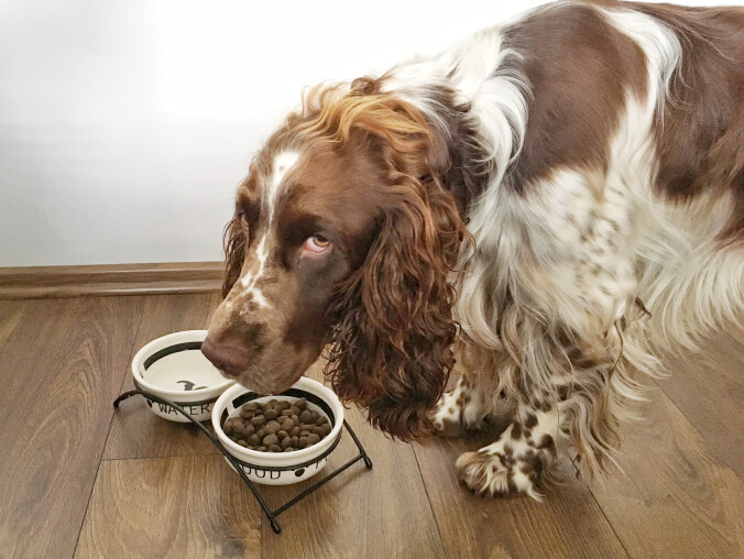 Karma z kurczakiem bez kurczaka. Producenci ukarani po kontroli  - grafika